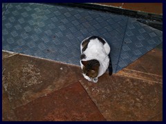 A cat in the Ancestral Temple of the Chen Family.